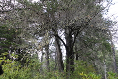 Cupressus pygmaea