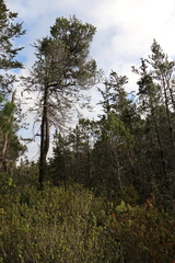 Pinus contorta bolanderi