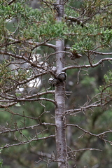 Cupressus pygmaea