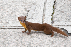 Yellow-Bellied Weasel photo 1