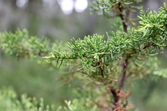 Cupressus pygmaea