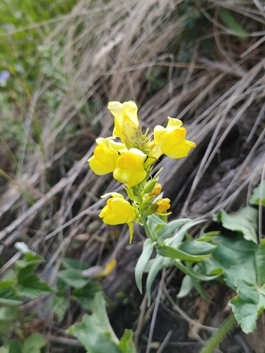 large-flowered linaria (Linaria grandiflora)