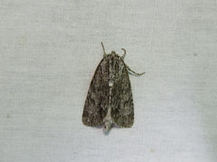Acronicta lithospila