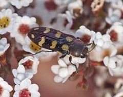 Castiarina decemmaculata
