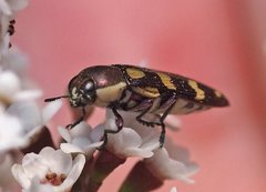 Castiarina decemmaculata