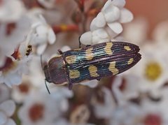 Castiarina decemmaculata