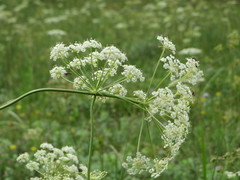 Peucedanum oreoselinum
