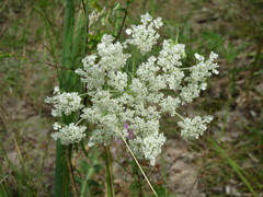 Peucedanum oreoselinum