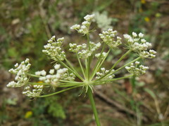 Peucedanum oreoselinum