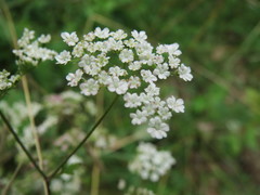 Peucedanum oreoselinum