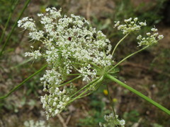 Peucedanum oreoselinum