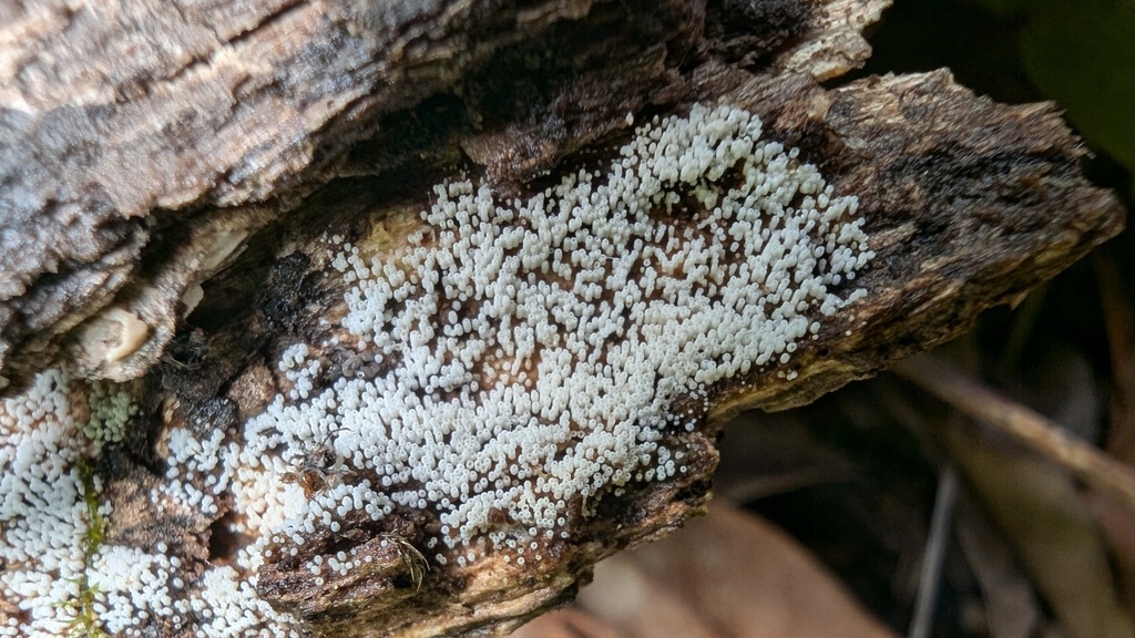 Henningsomyces candidus · June 2024 · photo: © atsushi_nakajima_cirque (iNaturalist, cc-by)