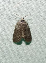 Polygrammate cadburyi