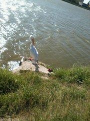 Pelecanus erythrorhynchos