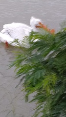 Pelecanus erythrorhynchos