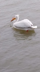 Pelecanus erythrorhynchos