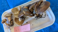 ハタケシメジ