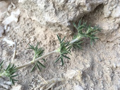 Astragalus kentrophyta