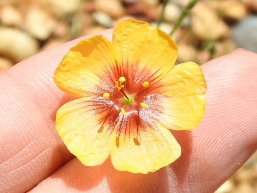 Texas flax (Linum hudsonioides)