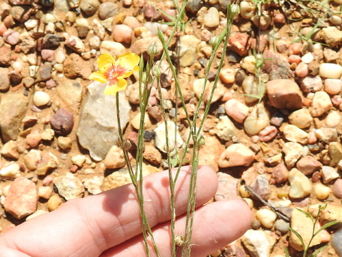 Image of Linum hudsonioides by (c) Sam Kieschnick, some rights reserved (CC BY)