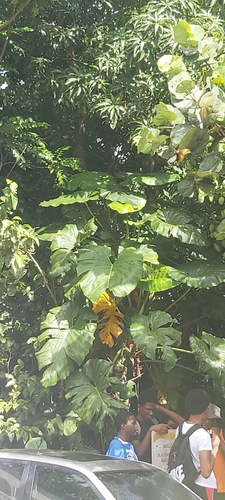 Image of Philodendron giganteum by (c) Chris Sealys, some rights reserved (CC BY)