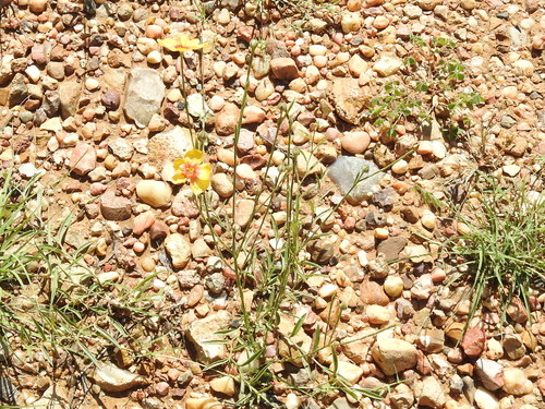 Image of Linum hudsonioides by (c) Sam Kieschnick, some rights reserved (CC BY)