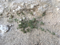 Astragalus kentrophyta