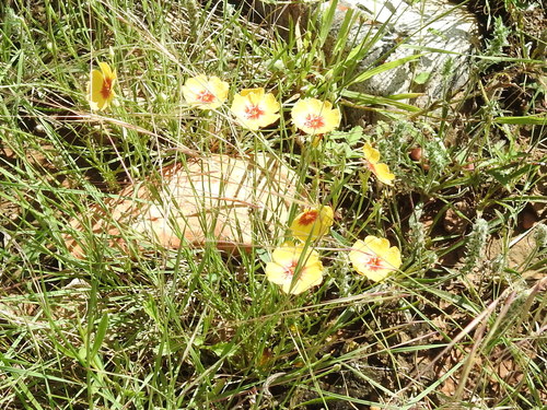 Image of Linum hudsonioides by (c) Sam Kieschnick, some rights reserved (CC BY)