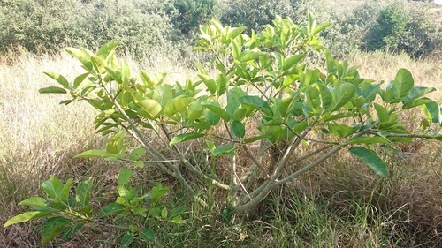 Bubu (Ficus bubu)