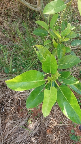Image of Ficus bubu by (c) Nick Schaller, some rights reserved (CC BY)