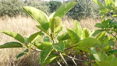 Ficus bubu, photograph (c) Nick Schaller, some rights reserved (CC BY)