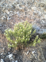Lepidium montanum