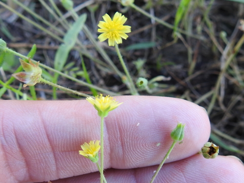 Image of Krigia wrightii by (c) Sam Kieschnick, some rights reserved (CC BY)