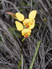 Diuris hazeliae