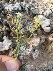 Lepidium montanum
