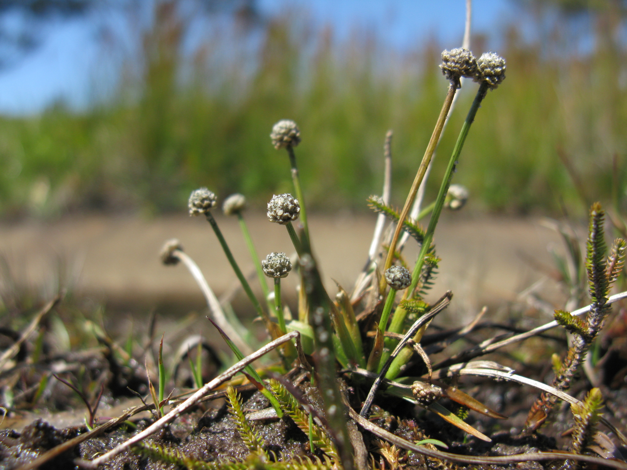 Eriocaulon scariosum
