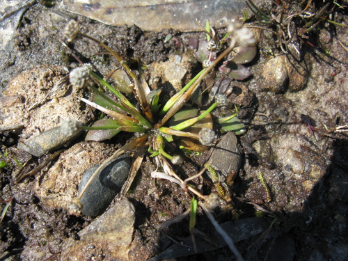 Eriocaulon scariosum