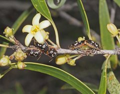 Pseudapines geminata