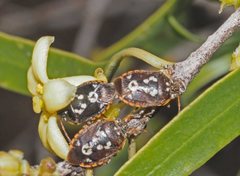 Pseudapines geminata