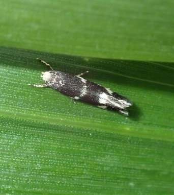 White-headed Dwarf