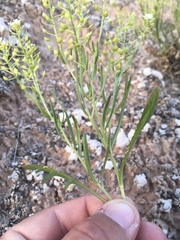 Lepidium montanum