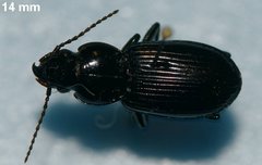 Pterostichus corvinus