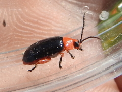 Asphaera lustrans