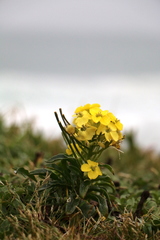 Erysimum concinnum