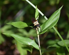 Laphria grossa