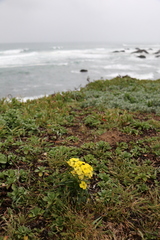 Erysimum concinnum
