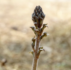Sarcoglottis schaffneri