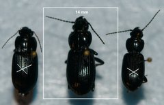 Pterostichus corvinus