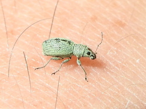 Mitostylus tenuis