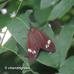 Cyclosia papilionaris